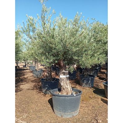Olivenbaum knorrig Olea europaea 80-100 cm Stammumfang 220-250 cm