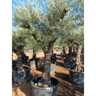 Olivenbaum knorrig Hochstamm Olea europaea 50-60 cm Stammumfang