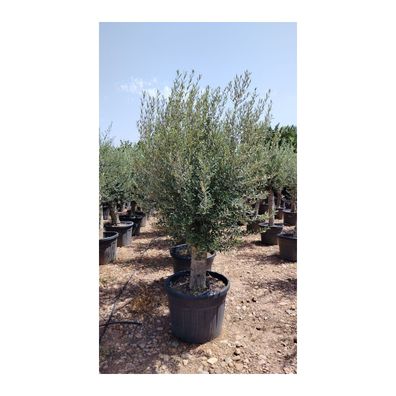 Olivenbaum dicker Stamm Olea europaea 30-40 cm Stammumfang 180 cm