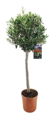 Olivenbaum Kurzstamm Olea europaea 100 cm 6-10 cm Stammumfang