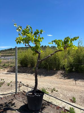 Pflanze - Gartenpflanze - Vitis vinifera Weinrebe - 220 cm inkl. Topf kaufen