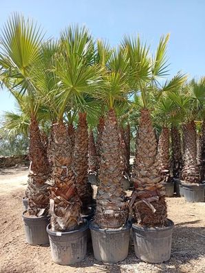 Washingtonpalme - Washingtonia robusta - 300 cm inkl. Topf kaufen