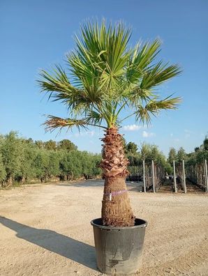 Washingtonpalme - Washingtonia robusta - 250 cm inkl. Topf kaufen