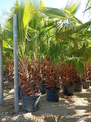 Washingtonpalme - Washingtonia robusta - 500 cm inkl. Topf kaufen