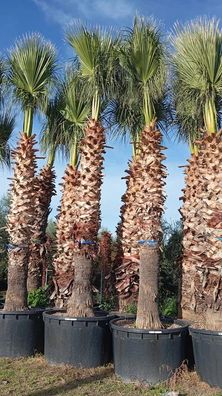 Washingtonpalme - Washingtonia filifera - 600 cm inkl. Topf kaufen