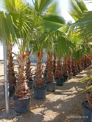 Washingtonpalme - Washingtonia robusta - 275 cm inkl. Topf kaufen