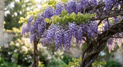 Blauregen - Wisteria sinensis (Glicine) Glicine - 250 cm inkl. Topf kaufen
