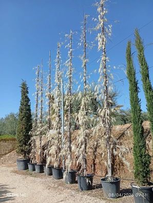 Blauregen - Wisteria sinensis - 800 cm inkl. Topf kaufen