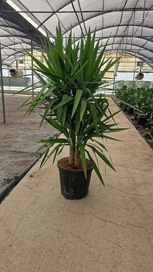 Palmlilie - Yucca elephantipes Palmlilie - 130 cm inkl. Topf kaufen