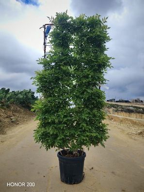 Blauregen - Wisteria sinensis prolific (Glicine) Glicine - 210 cm kaufen