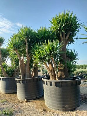 Palmlilie - Yucca elephantipes Palmlilie - 350 cm inkl. Topf kaufen