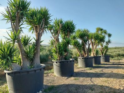 Palmlilie - Yucca elephantipes Palmlilie - 270 cm inkl. Topf kaufen