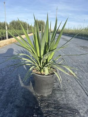 Palmlilie - Yucca gloriosa variegata Palmlilie - 130 cm inkl. Topf kaufen