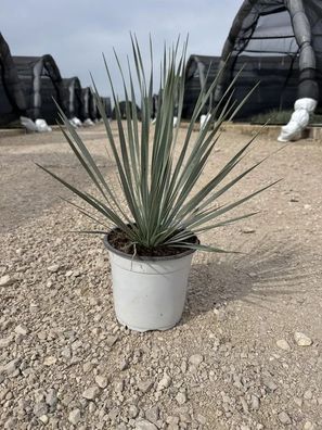 Palmlilie - Yucca rostrata Palmlilie - 50 cm inkl. Topf kaufen