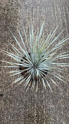 Palmlilie - Yucca rostrata Palmlilie - 80 cm inkl. Topf kaufen