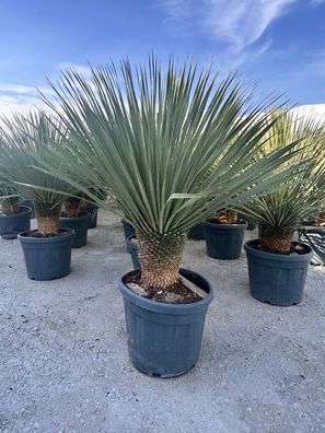 Palmlilie - Yucca rostrata Palmlilie - 100 cm inkl. Topf kaufen