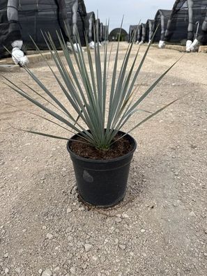 Palmlilie - Yucca rostrata Palmlilie - 70 cm inkl. Topf kaufen