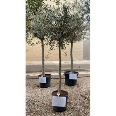 Olivenbaum Olea Europaea Stamm 10-12 cm 140-160 cm