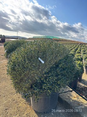Phillyrea angustifolia Kugel 70 lt.130 - 130 cm inkl. Topf