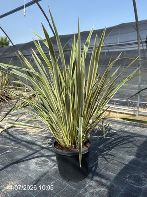 Neuseelaender Flachs - Phormium tenax - 180 cm inkl. Topf