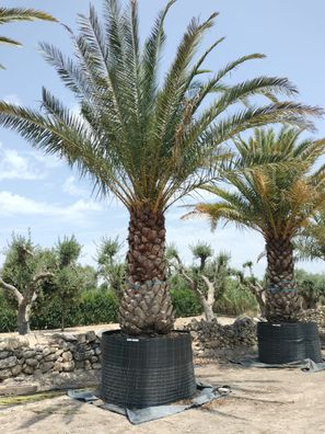Dattelpalme - Phoenix canariensis 150 - 650 cm inkl. Topf