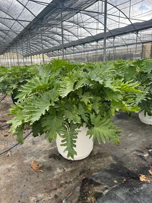 Philodendron selloum shangri-la - 110 cm inkl. Topf