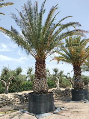 Dattelpalme - Phoenix canariensis 150 - 600 cm inkl. Topf
