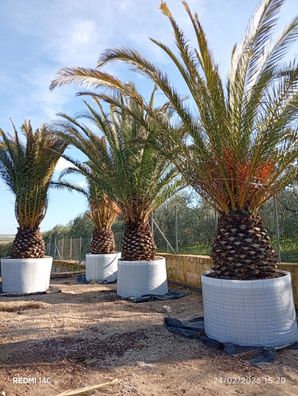 Dattelpalme - Phoenix canariensis 120 - 390 cm inkl. Topf