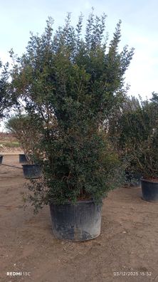Pistazienbusch - Pistacia lentiscus XXL - 450 cm inkl. Topf