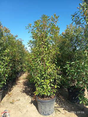 Glanzmispel - Photinia fraseri - 300 cm inkl. Topf