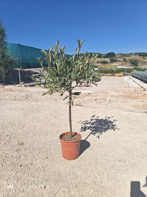 Glanzmispel - Photinia fraseri little red robin - 80 cm inkl. Topf