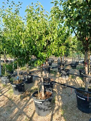 Kirschlorbeer - Prunus laurocerasus - 250 cm inkl. Topf