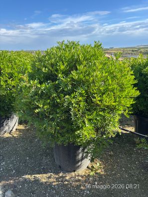 Pistacia lentiscus Kugel lt.80 - 115 cm inkl. Topf