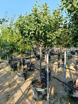 Prunus persica - 175 cm inkl. Topf