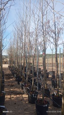 Platanus orientalis - 450 cm inkl. Topf