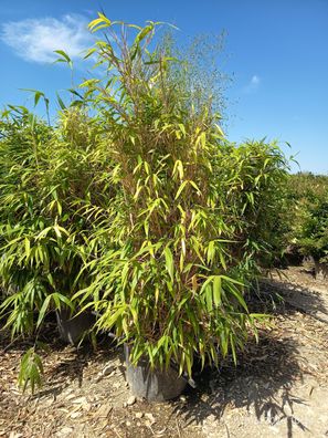 Pseudosasa japonica Metake - 225 cm inkl. Topf