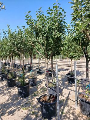 Prunus domestica Susino - 175 cm inkl. Topf