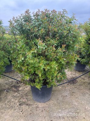 Pistacia lentiscus Kugel lt.90 - 145 cm inkl. Topf