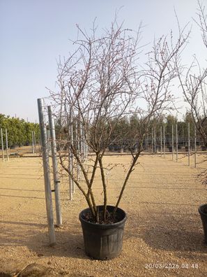 Granatapfelbaum - Punica granatum Mehrstaemmig - 275 cm