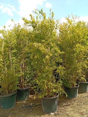 Granatapfelbaum - Punica granatum - 275 cm inkl. Topf