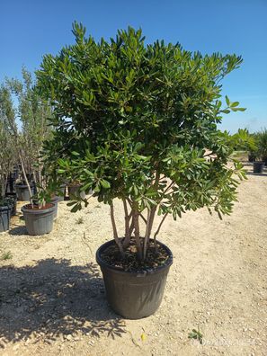 Pittosporum tobira Klebsame Mehrstaemmig - 190 cm inkl. Topf