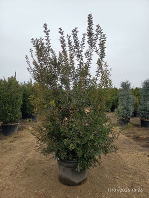 Pistacia lentiscus - 300 cm inkl. Topf
