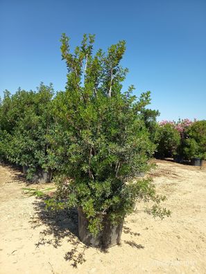 Pistacia lentiscus - 275 cm inkl. Topf