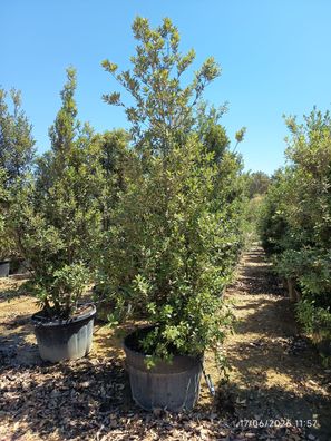 Stechpalme - Eiche - Quercus ilex - 300 cm inkl. Topf