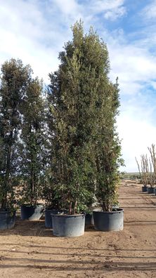 Stechpalme - Eiche - Quercus ilex - 560 cm inkl. Topf