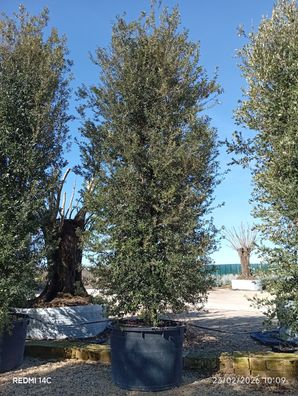 Stechpalme - Eiche - Quercus ilex - 590 cm inkl. Topf