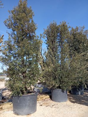 Stechpalme - Eiche - Quercus ilex - 570 cm inkl. Topf