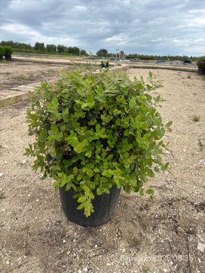 Stechpalme - Eiche - Quercus ilex Kugel - 90 cm inkl. Topf
