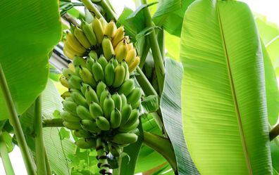 Musa basjoo 30 cm Japanische Faserbanane