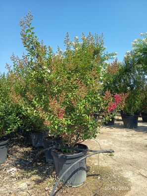 Kreppmyrte - Lagerstroemia indica rotviolett - 160-180 cm inkl. Topf